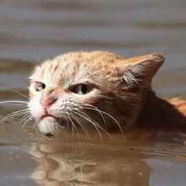 Profile picture of CRASH1115