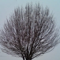 Profile picture of StealthyDruid