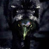 Profile picture of gracklewolf