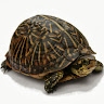 Profile picture of turtle