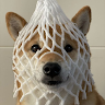 Profile picture of rikkitikkitavi